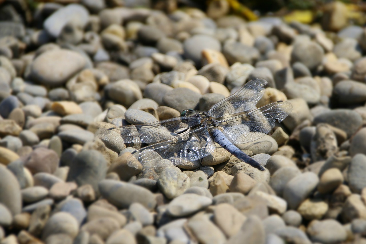 Lazda,  Gamta,  Makro,  Vabzdys,  Vasara,  Gyvūnas,  Sparnas,  Mėlynas,  Fauna,  Sodas