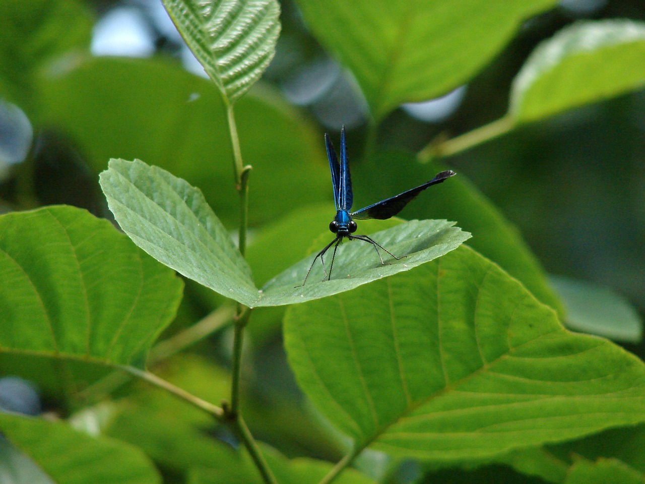 Lazda, Vabzdys, Lapai, Lapija, Gyvūnas, Žalias, Sparnai, Mėlyna Lazdele, Gamta, Demoiselle