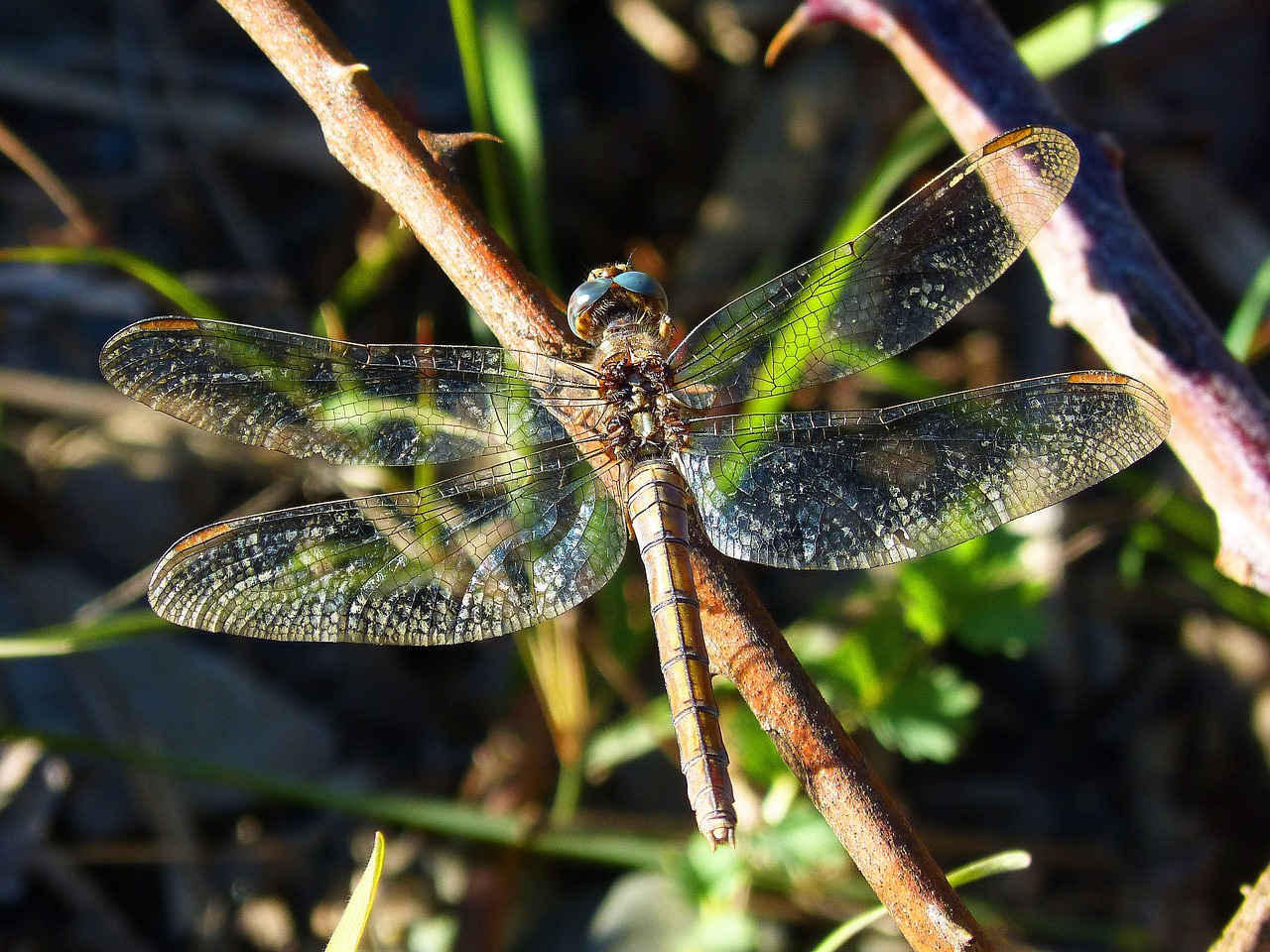 Lazda, Sparnai, Ryškumas, Vabzdys, Libellulidae, Bello, Libelulido, Nemokamos Nuotraukos,  Nemokama Licenzija