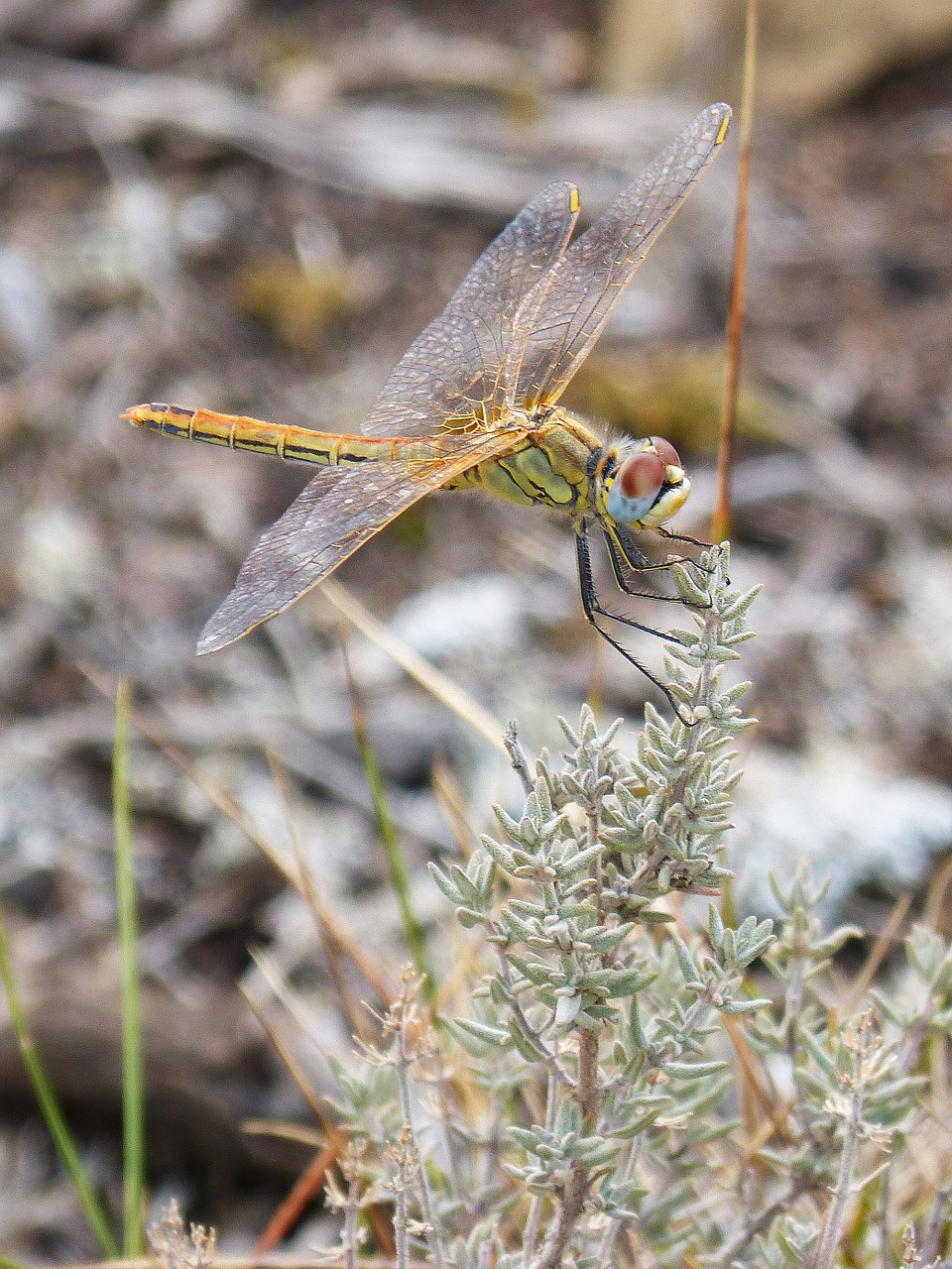 Lazda, Sparnai, Geltona, Grožis, Libelulido, Libellulidae, Vabzdys, Nemokamos Nuotraukos,  Nemokama Licenzija