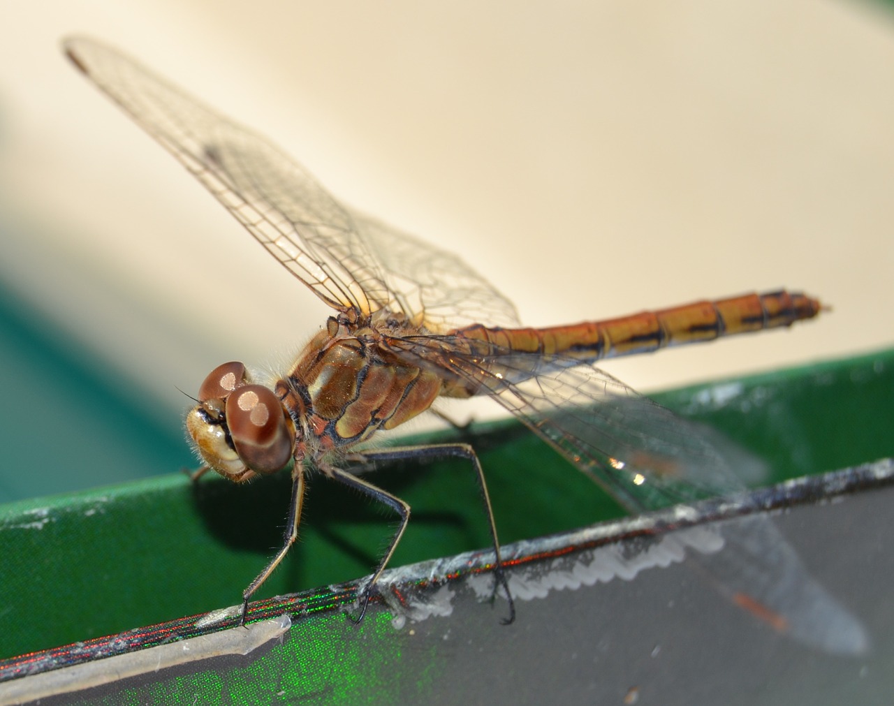 Lazda, Vabzdys, Odonata, Gyvūnas, Gamta, Skraidantys Vabzdžiai, Nemokamos Nuotraukos,  Nemokama Licenzija