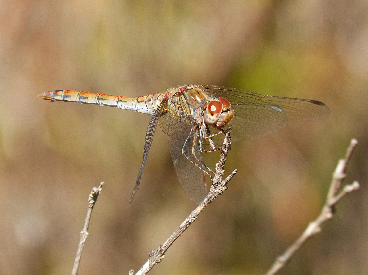 Lazda, Sparnai, Vabzdys, Libelulido, Libellulidae, Nemokamos Nuotraukos,  Nemokama Licenzija