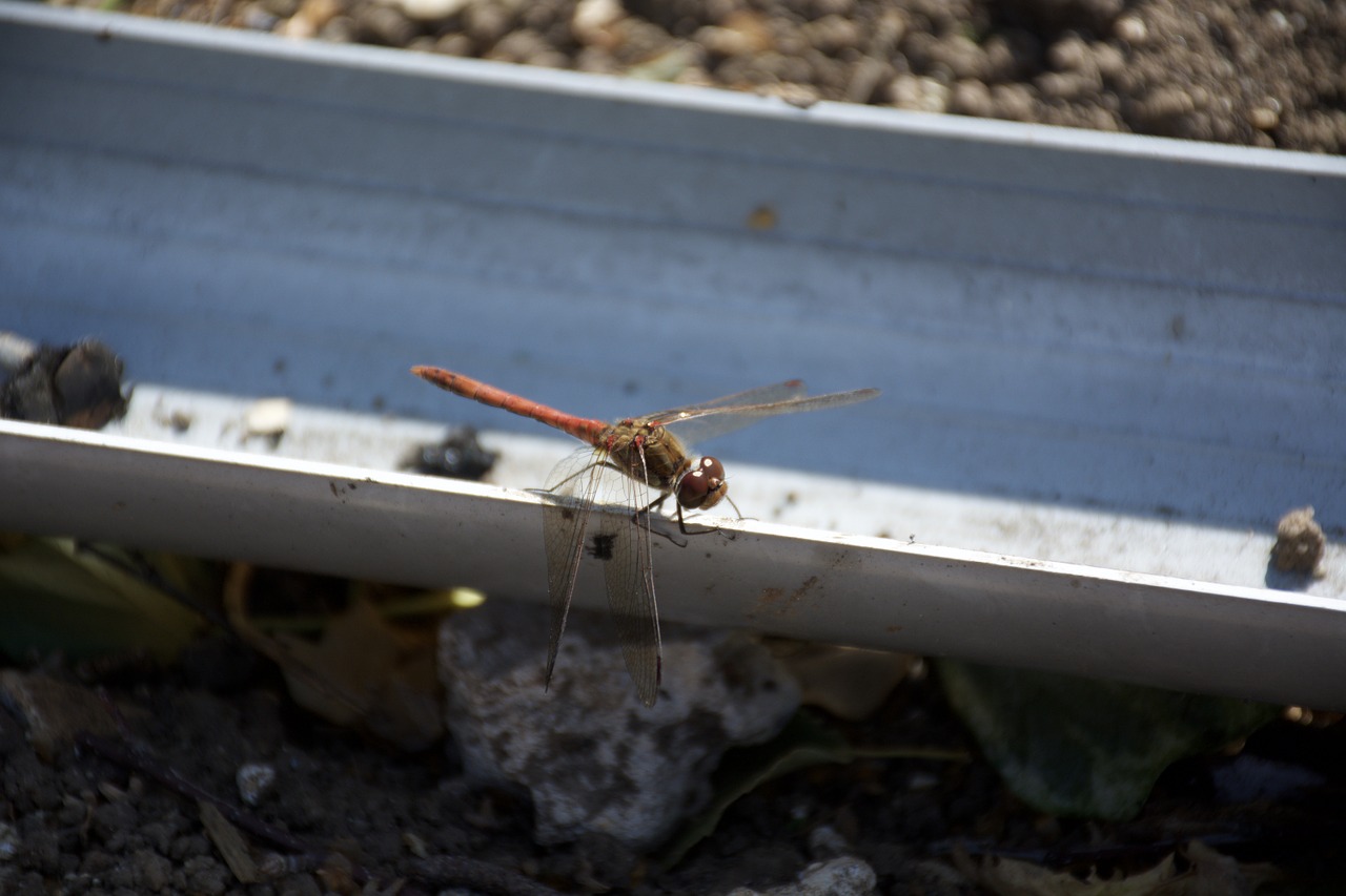 Lazda, Dragon-Fly, Vabzdys, Gamta, Nemokamos Nuotraukos,  Nemokama Licenzija