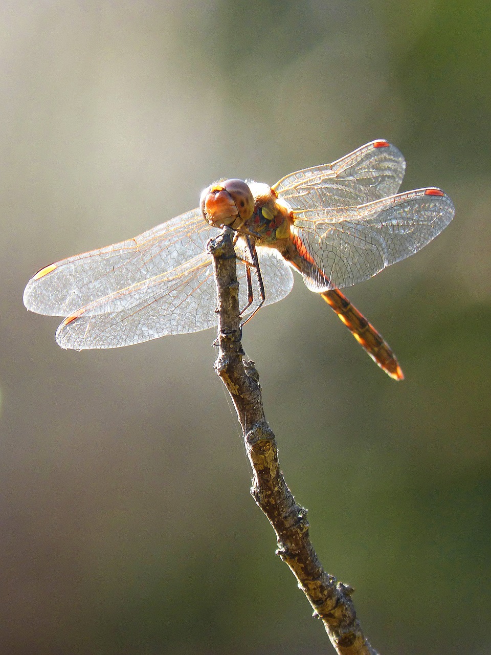 Lazda, Sparnai, Apšvietimas, Vabzdys, Libellulidae, Filialas, Nemokamos Nuotraukos,  Nemokama Licenzija