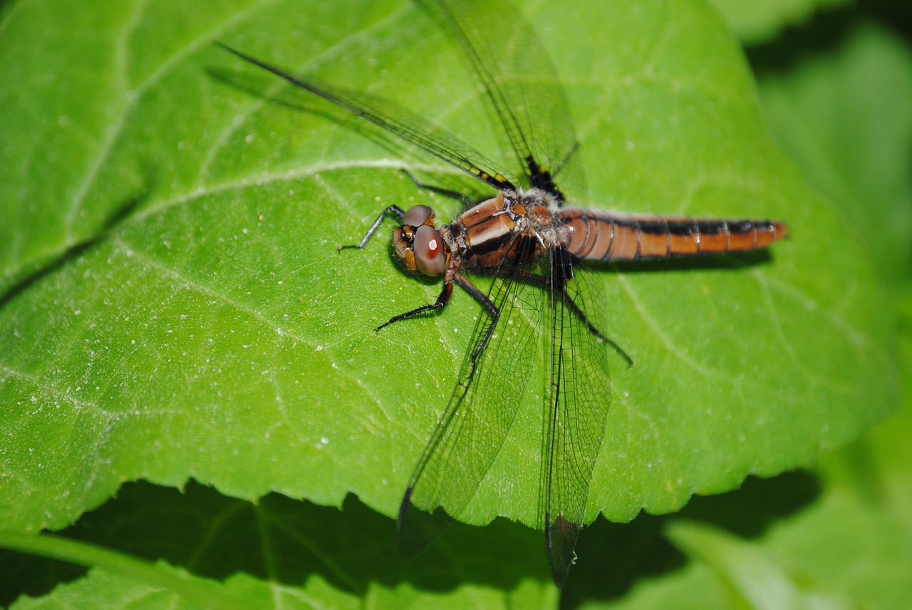 Lazda, Klaida, Lapai, Vabzdys, Gamta, Laukinė Gamta, Žalias, Biologija, Fauna, Padaras