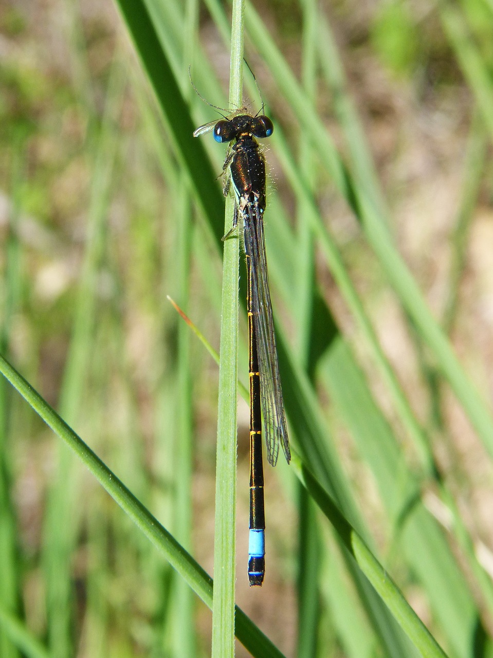 Lazda Valgyti Uodus, Lazda, Plėšrūnas, Damselfly, Nemokamos Nuotraukos,  Nemokama Licenzija