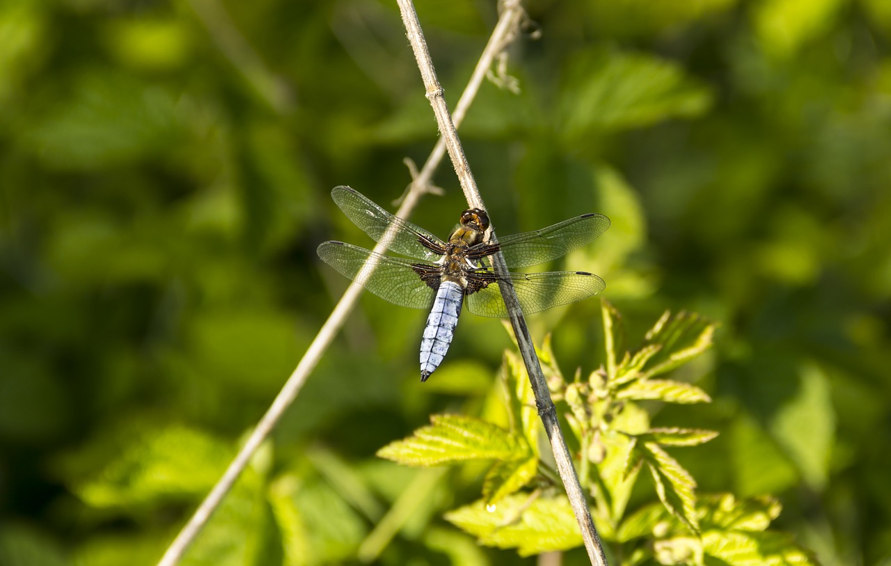 Ważka Sėdi Ant Pagaliuko,  Laumžirgis Basks Saulėje,  Akys,  Diptera,  Dragonfly,  Sėdi,  Pobūdį,  Makro,  Plaukai,  Vasara