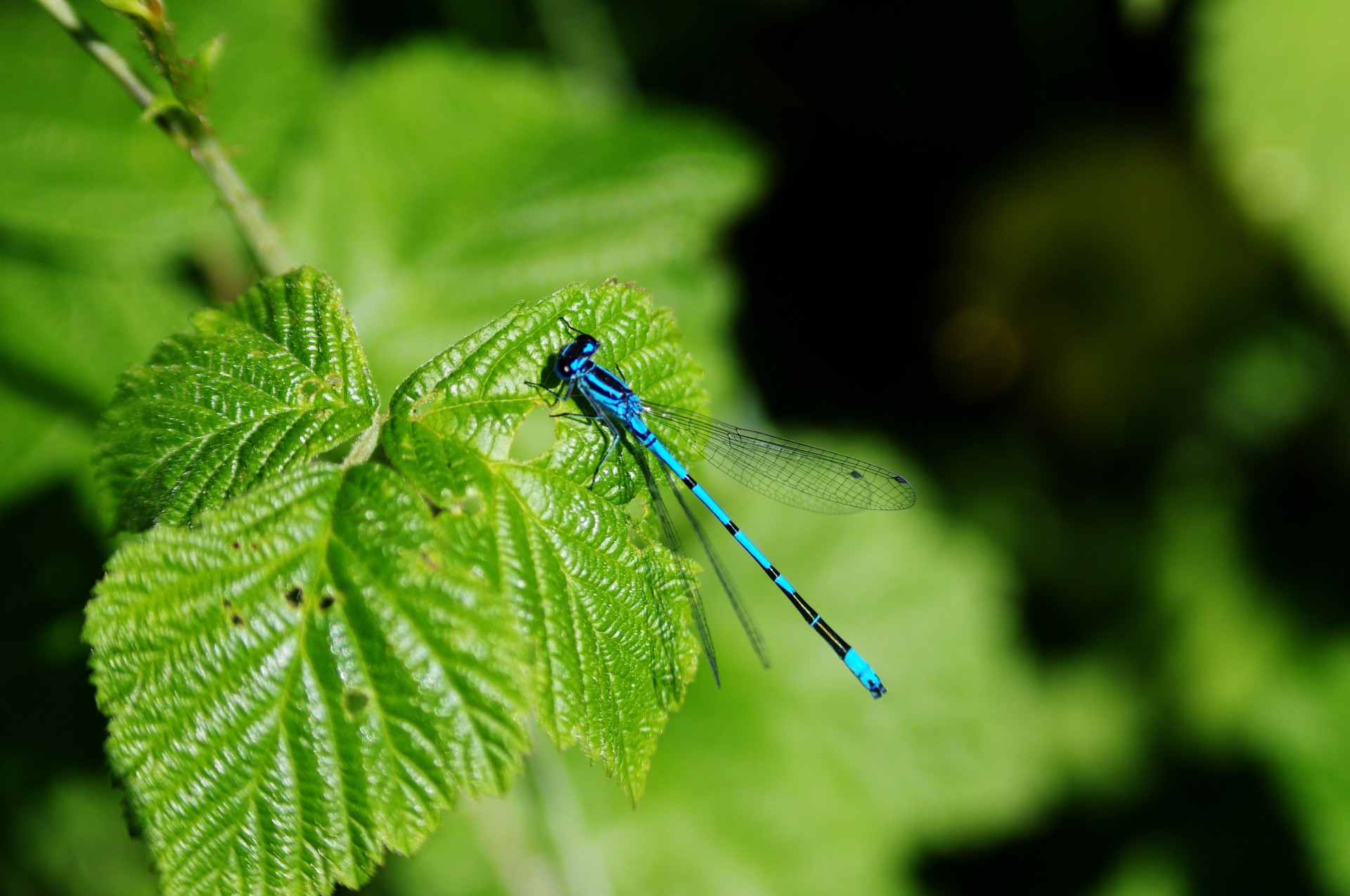 Coenagrion & Nbsp,  Pulchellum,  Vabzdys,  Lazda,  Kintamasis,  Damselfly,  Bluetė,  Mėlynas,  Gamta,  Lazda (Kintama Damselfly)