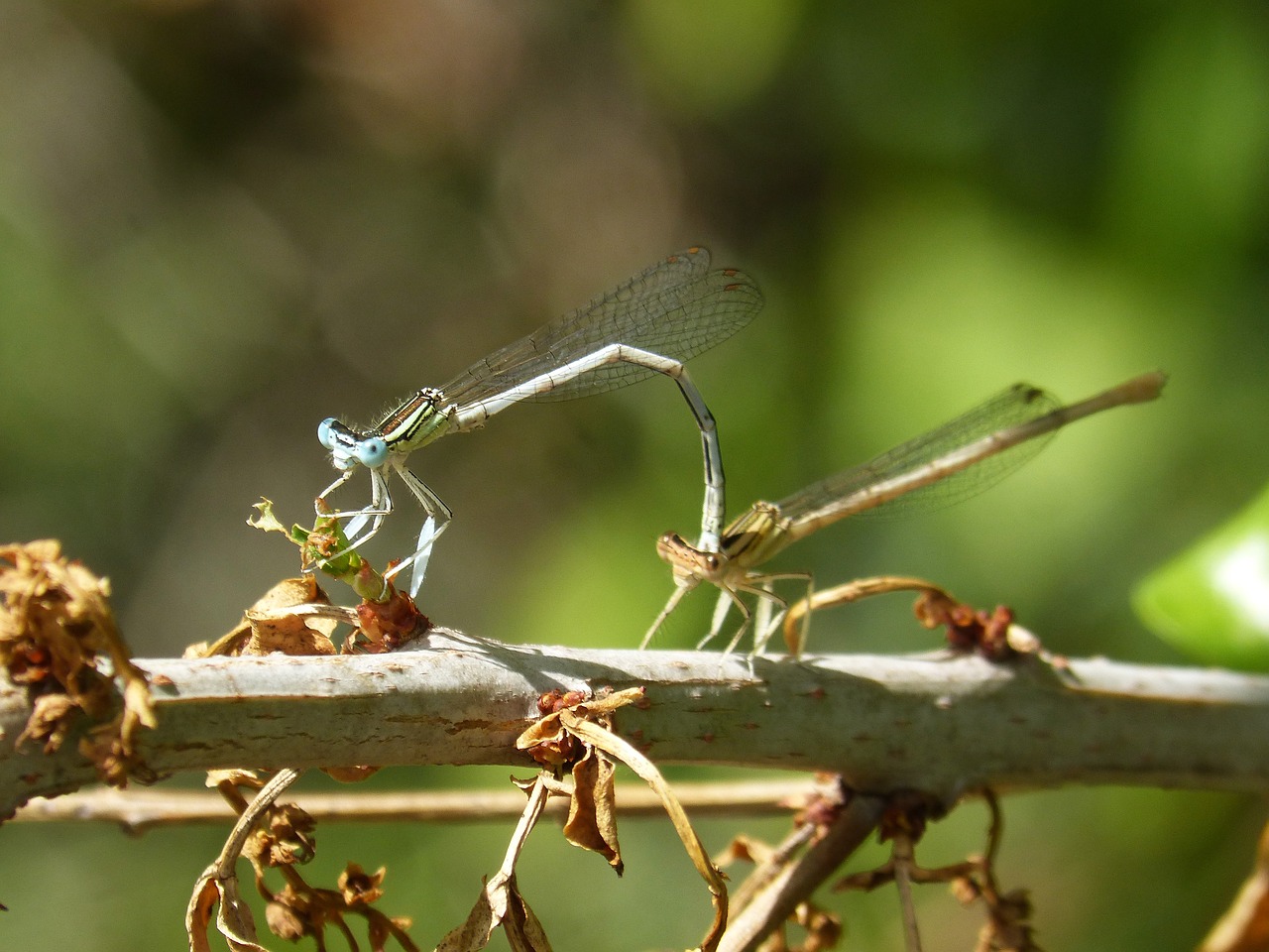 Lazda Balta, Damselfly, Platybnemis Latipes, Pora, Poravimosi Vabzdžių, Vabzdžių Bendravimas, Reprodukcija, Poravimas, Nemokamos Nuotraukos,  Nemokama Licenzija