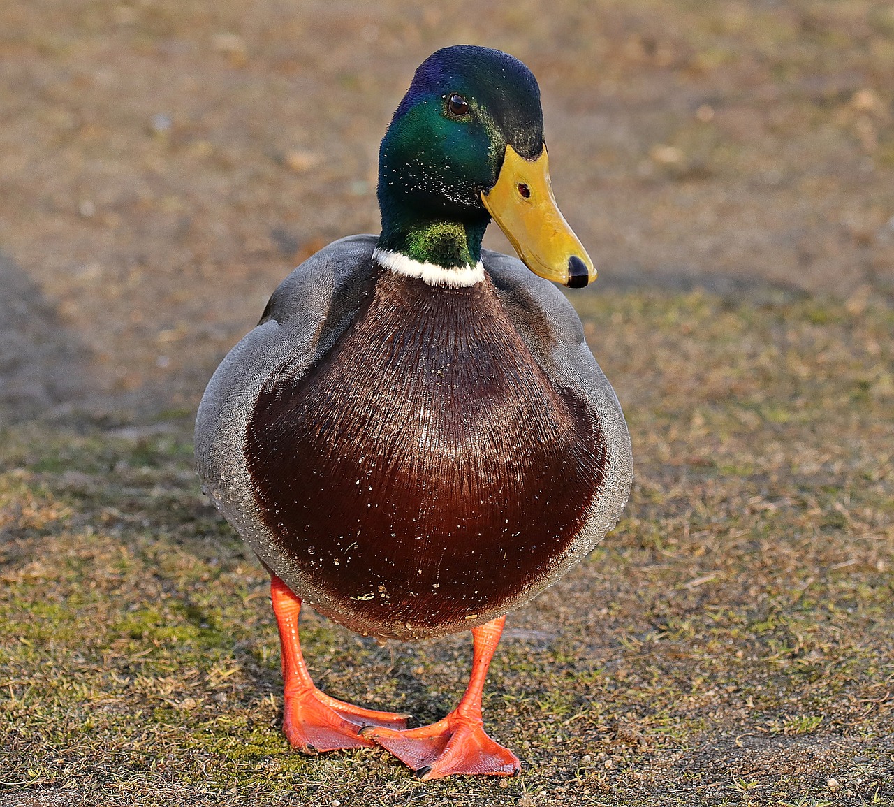 Drake, Antis, Ančių Paukštis, Žiema, Vandens Paukštis, Paukštis, Gamta, Plumėjimas, Vandens Paukščiai, Galva