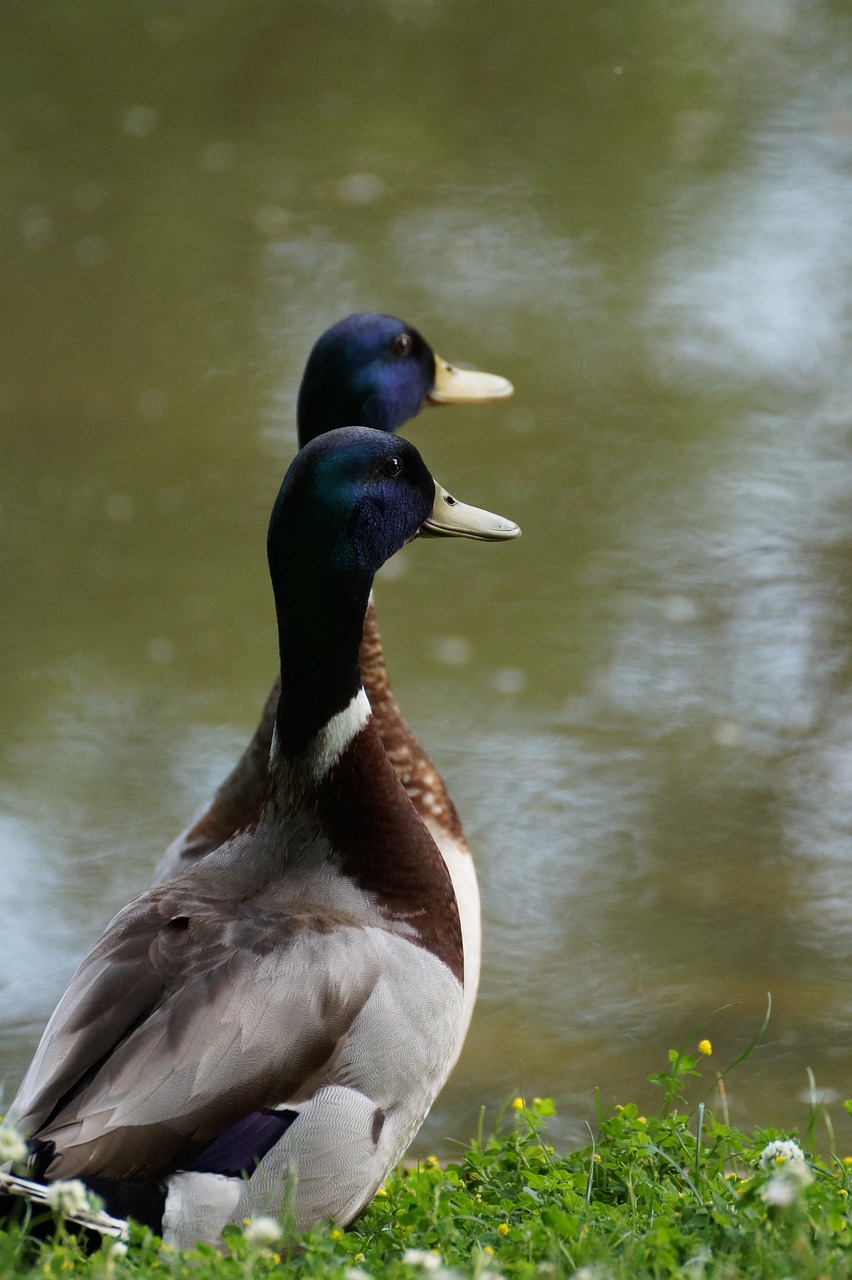 Drake,  Antis,  Vandens,  Mallard,  Paukštis,  Plunksna,  Vanduo Paukštis,  Entenmaennchen,  Gyvūnijos Pasaulyje,  Vandens Paukščiai