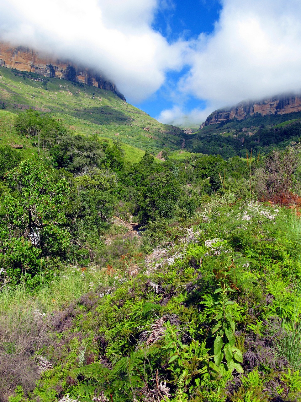Drakenso Kalnai, Gėlės, Kalnai, Kalnas, Laukinės Gėlės, Nemokamos Nuotraukos,  Nemokama Licenzija
