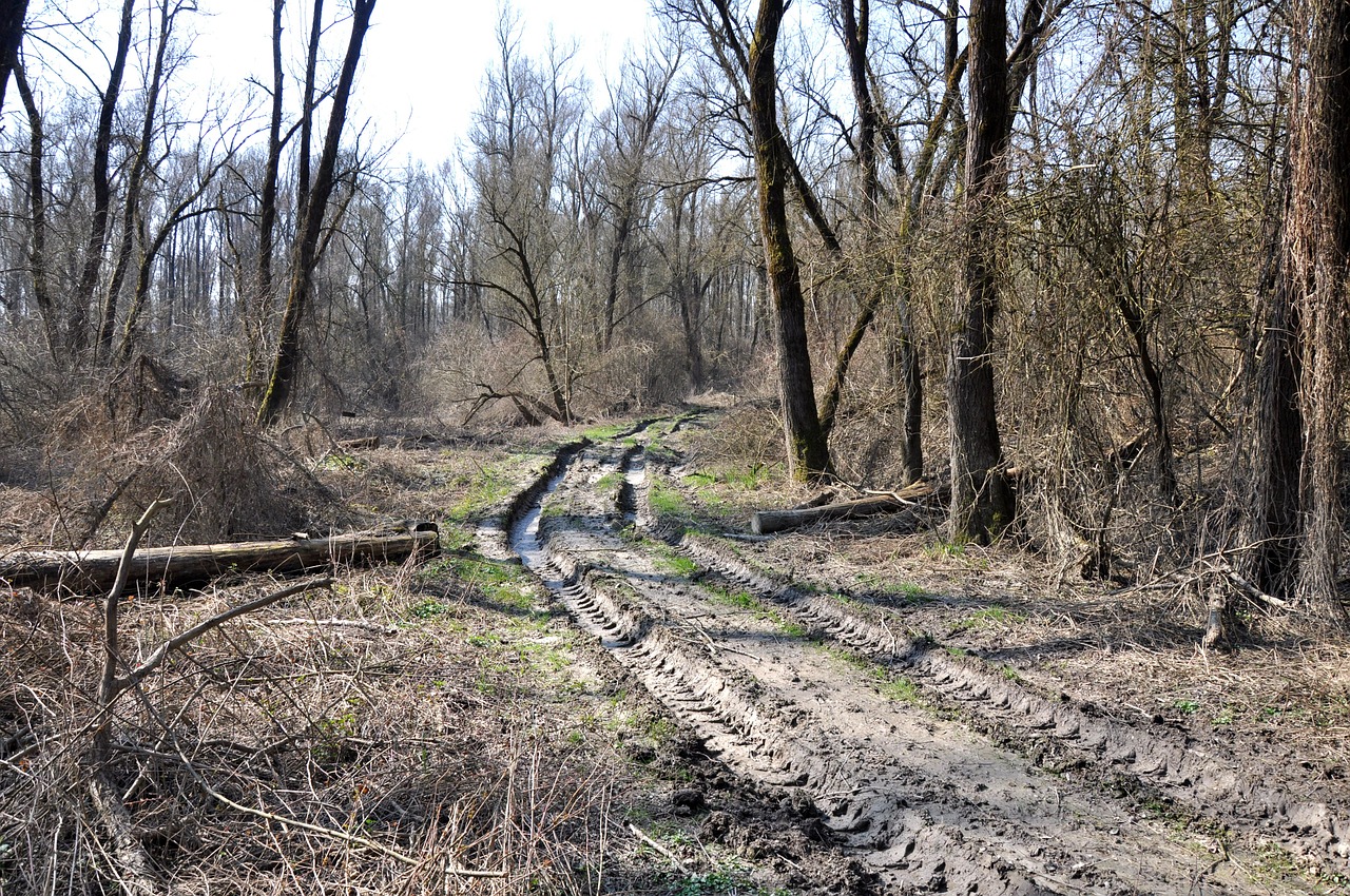 Drava, Pavasaris, Gamta, Nemokamos Nuotraukos,  Nemokama Licenzija