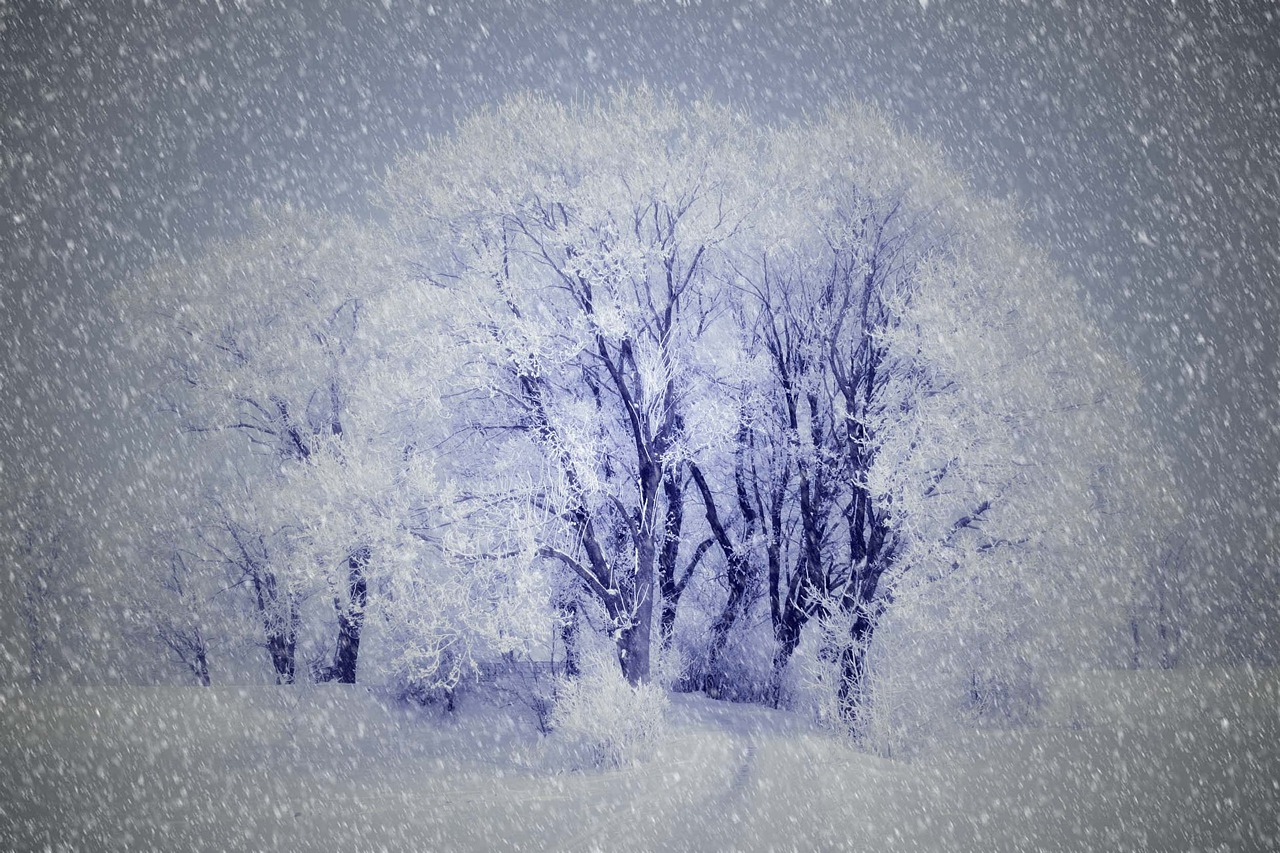 Piešimas, Žiemą, Sniegas, Medžiai, Nemokamos Nuotraukos,  Nemokama Licenzija