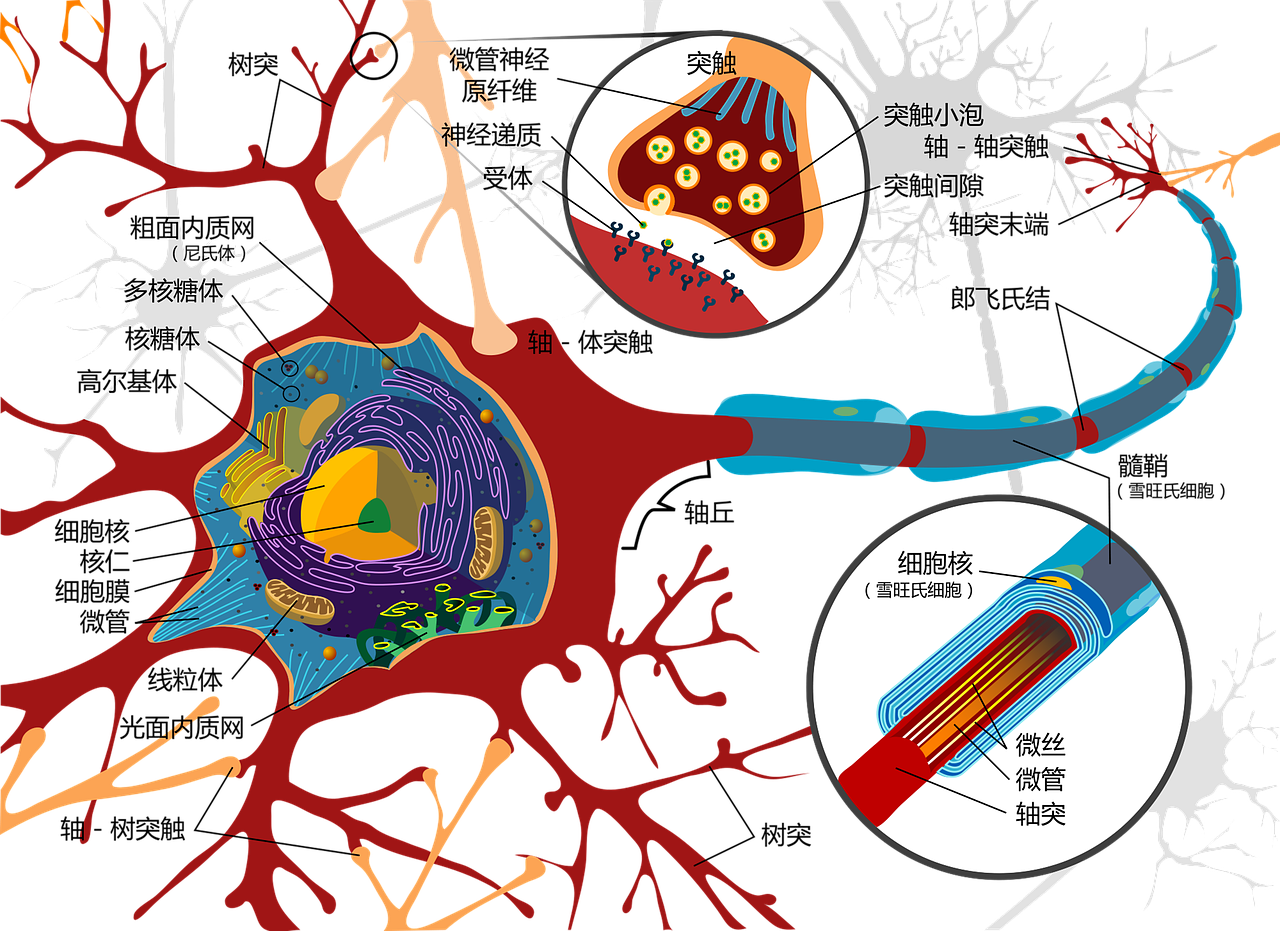 Piešimas,  Nervų Ląstelė,  Neuronas,  Elektra,  Ląstelės,  Nervų Sistema,  Stuburas,  Smegenys,  Nugaros Smegenys,  Periferinis