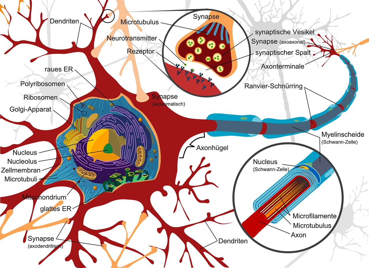Piešimas,  Nervų Ląstelė,  Neuronas,  Elektra,  Ląstelės,  Nervų Sistema,  Stuburas,  Smegenys,  Nugaros Smegenys,  Periferinis
