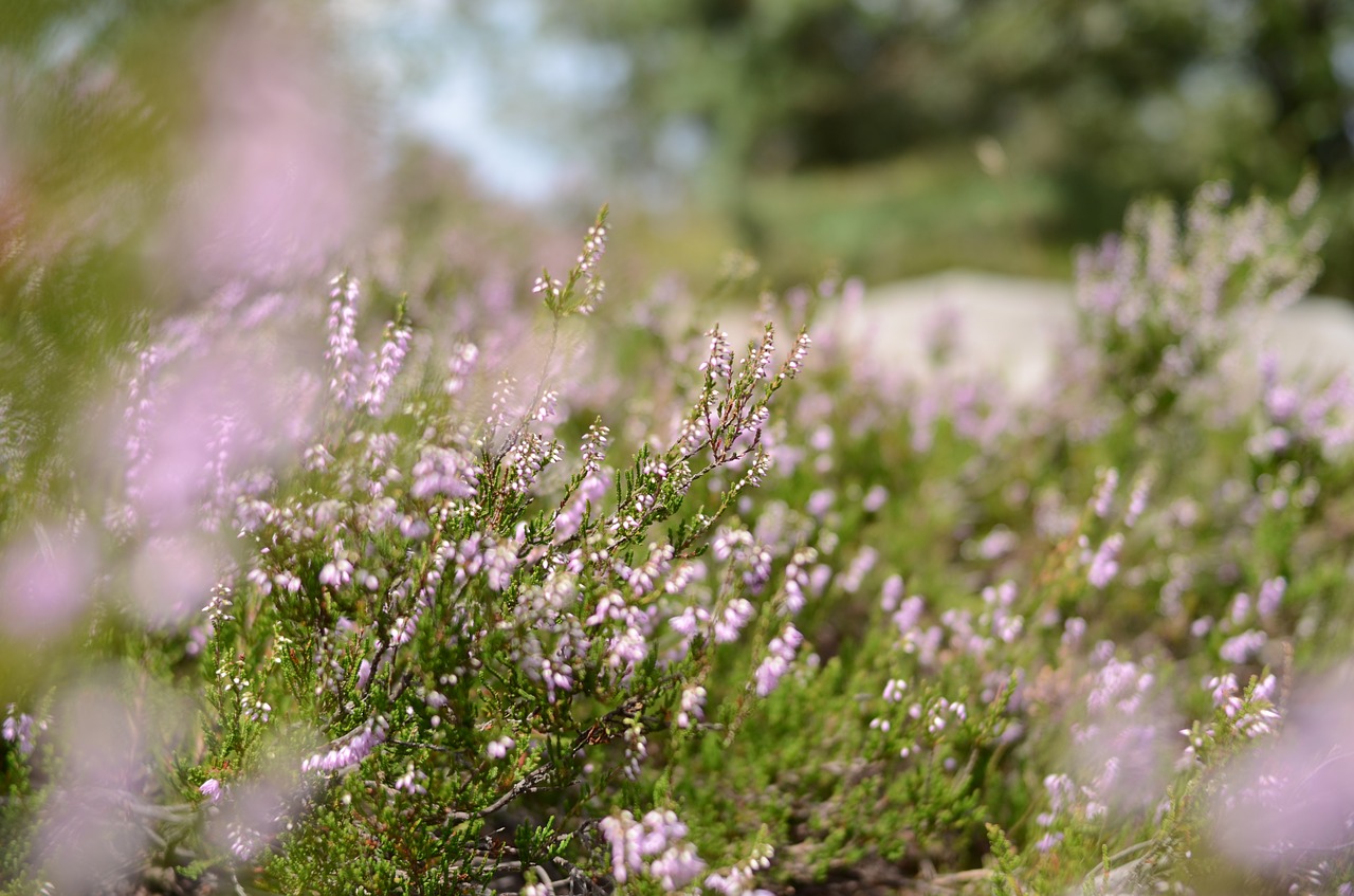 Svajinga,  Gėlės,  Ant Uolos,  Akmenys,  Gėlė,  Rožinis,  Bokeh,  Žalias,  Spalvos,  Malonus