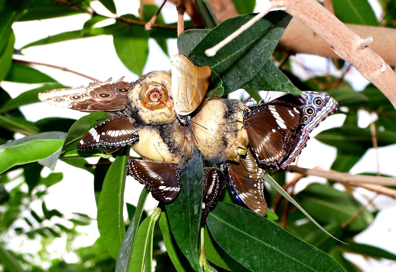 Drexel, Drugelis, Maistas, Nemokamos Nuotraukos,  Nemokama Licenzija