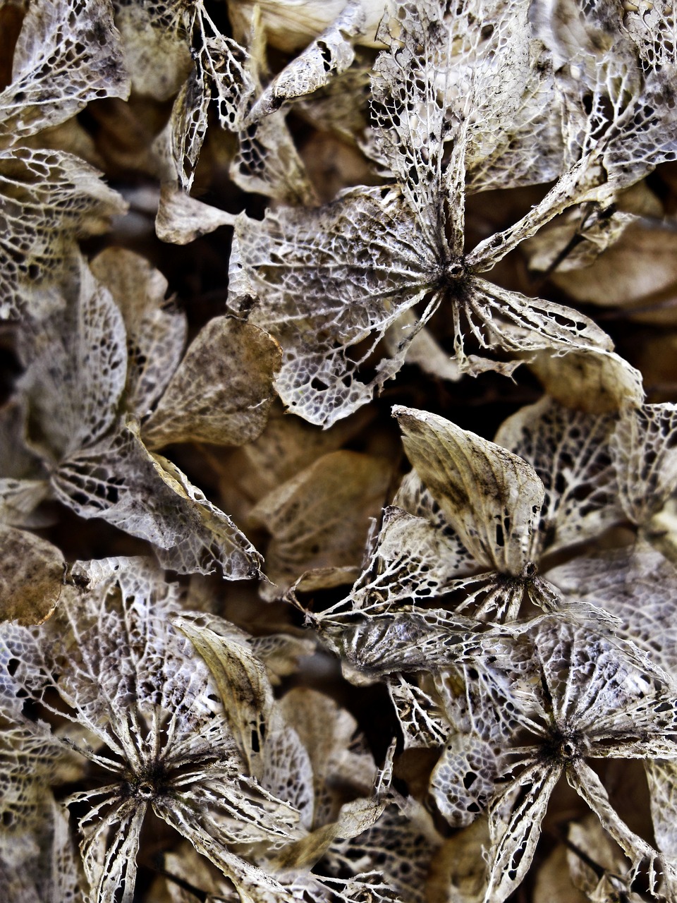 Džiovintos Hydrangeos, Fonas, Tekstūra, Vintage, Gamta, Senas, Gėlė, Erdvė, Natūralus, Apdaila