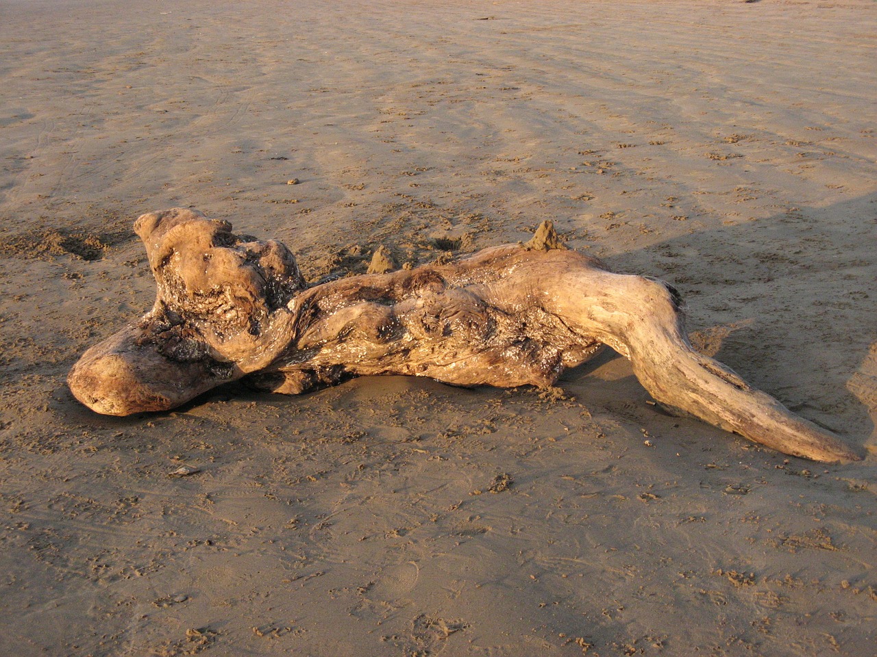 Dreifas, Mediena, Papludimys, Pendine, Smėlis, Velso, Ištemptas, Driftwood, Nemokamos Nuotraukos,  Nemokama Licenzija