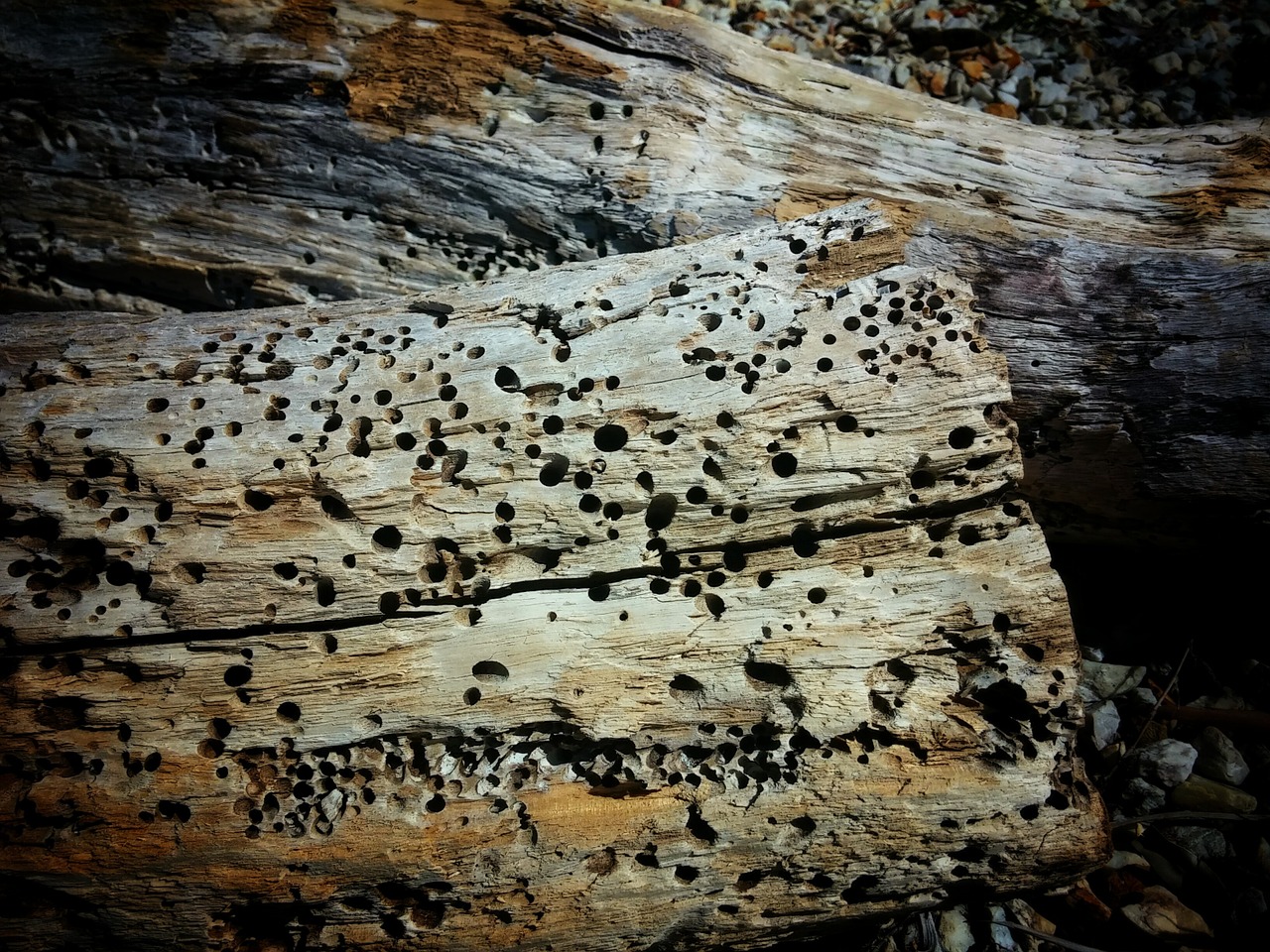 Driftwood, Mediena, Papludimys, Ištemptas, Mediena, Bagažinė, Nemokamos Nuotraukos,  Nemokama Licenzija