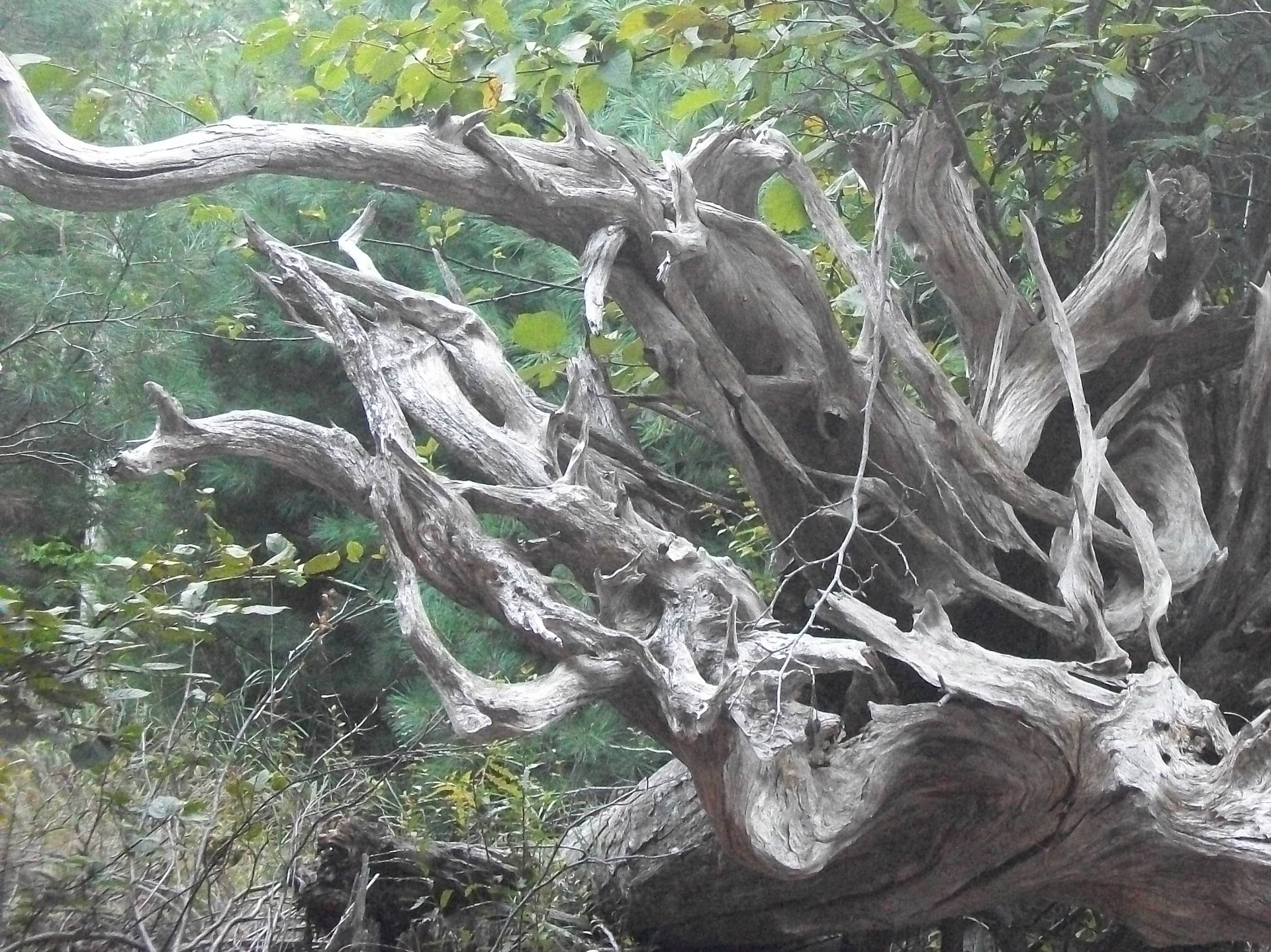 Driftwood,  Medis,  Medžiai,  Medis & Nbsp,  Šaknys,  Medinis Nendrinis Drakonas,  Drakonas,  Jūra & Nbsp,  Tvarinys,  Krantas