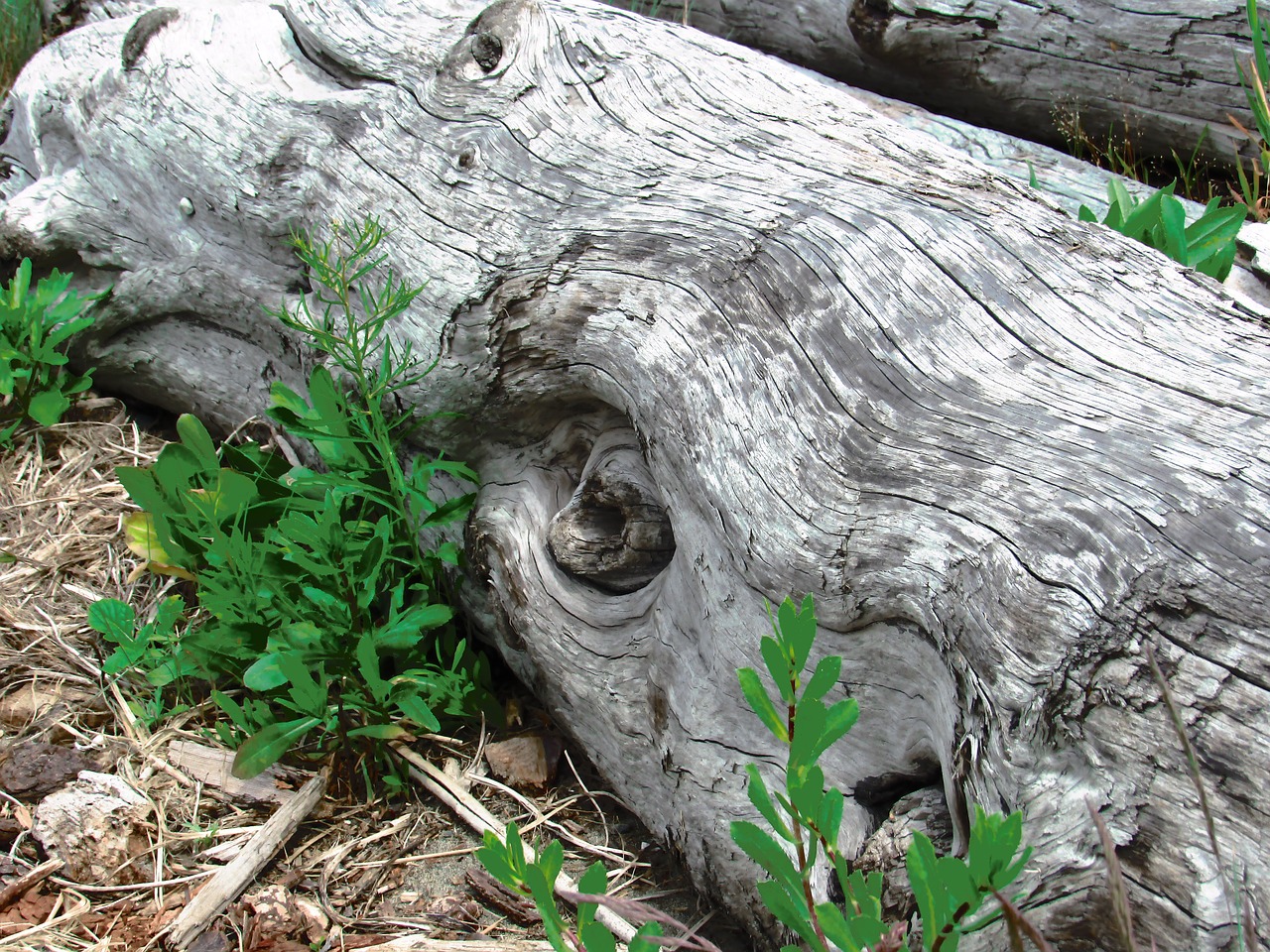 Driftwood, Kranto, Medis, Nemokamos Nuotraukos,  Nemokama Licenzija