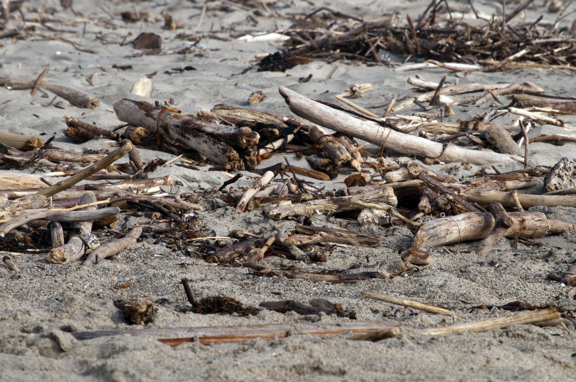 Driftwood,  Vandenynas,  Papludimys,  Jūra,  Driftwood, Nemokamos Nuotraukos,  Nemokama Licenzija