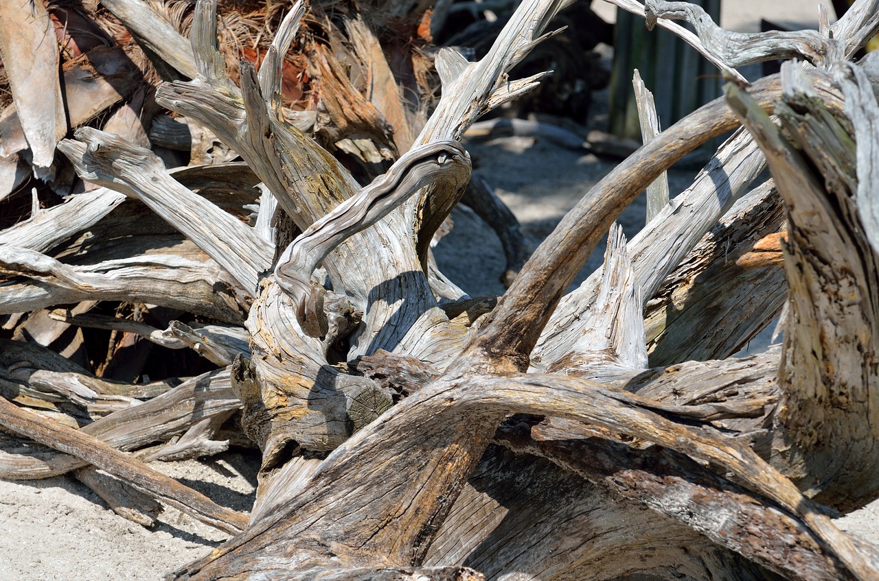 Driftwood, Papludimys, Fonas, Fonas, Smėlis, Vandenynas, Vanduo, Mediena, Jūra, Gamta