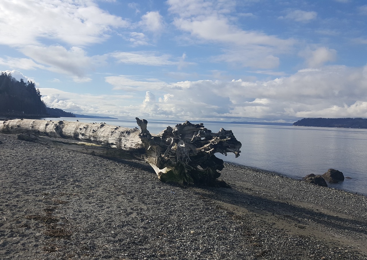 Driftwood, Papludimys, Gamta, Vanduo, Smėlis, Natūralus, Krantas, Pakrantės, Medis, Jūros Dugnas