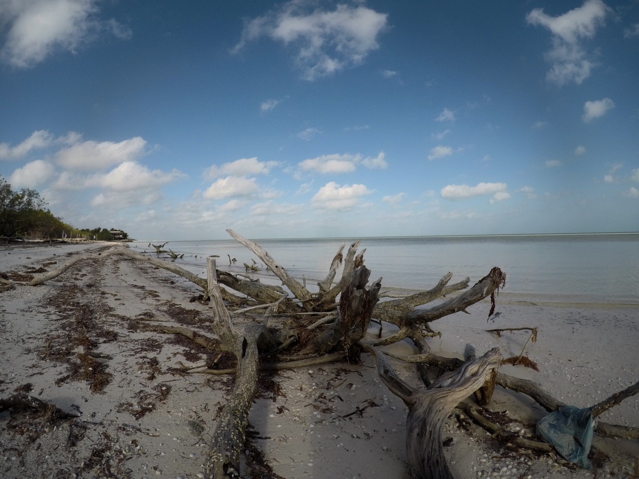 Driftwood, Pajūryje, Papludimys, Mediena, Gamta, Ištemptas, Senas, Jūra, Natūralus, Tekstūra