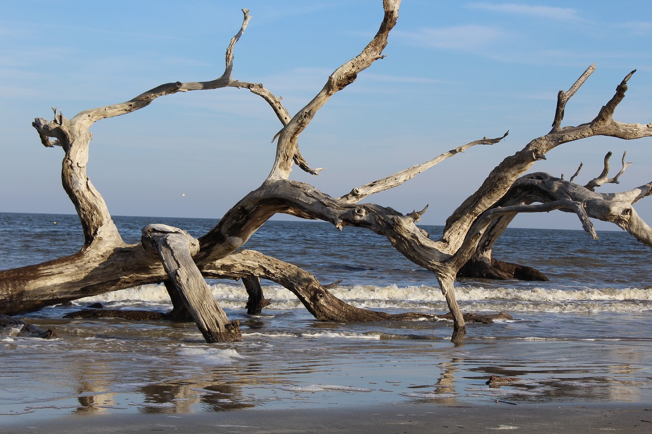 Driftwood, Papludimys, Vanduo, Natūralus, Kranto, Ištemptas, Krantas, Medis, Nemokamos Nuotraukos,  Nemokama Licenzija