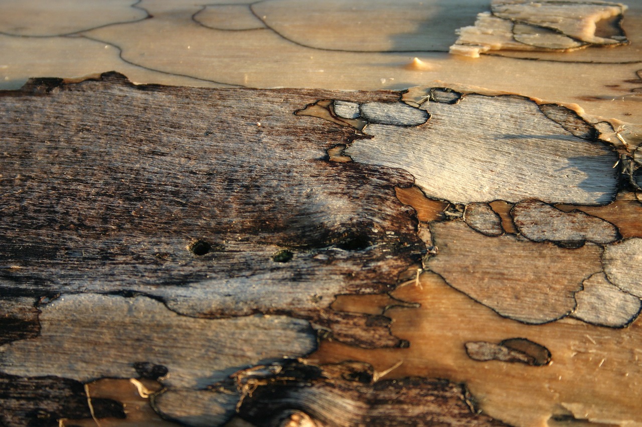 Driftwood,  Menas,  Fonas,  Mediena,  Papludimys,  Gamta, Nemokamos Nuotraukos,  Nemokama Licenzija