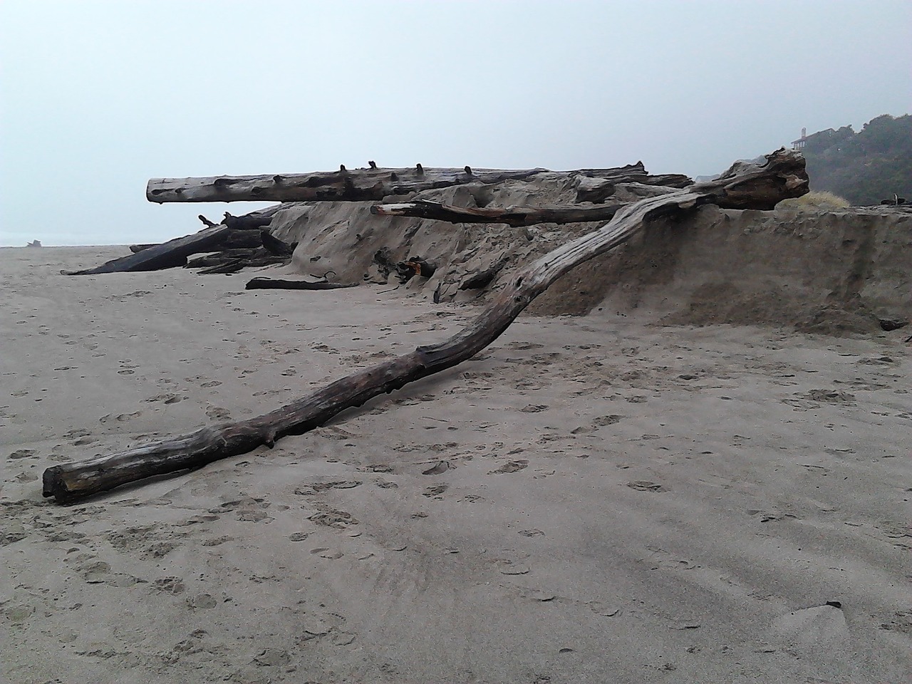 Driftwood, Rąstai, Papludimys, Smėlis, Gamta, Jūra, Vanduo, Kranto, Vandenynas, Krantas