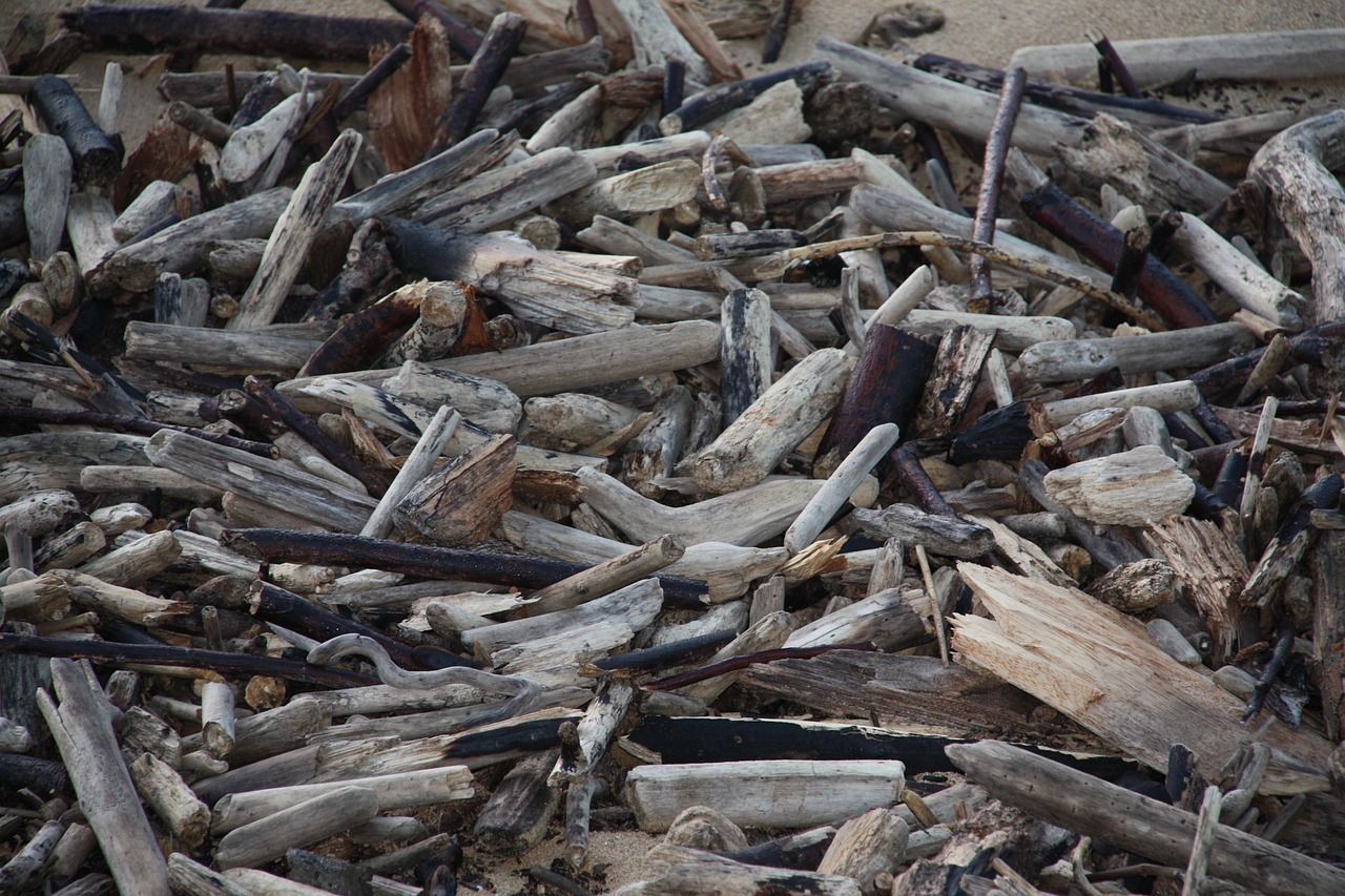 Driftwood, Papludimys, Gamta, Mediena, Kraštovaizdis, Atogrąžų, Lauke, Nemokamos Nuotraukos,  Nemokama Licenzija