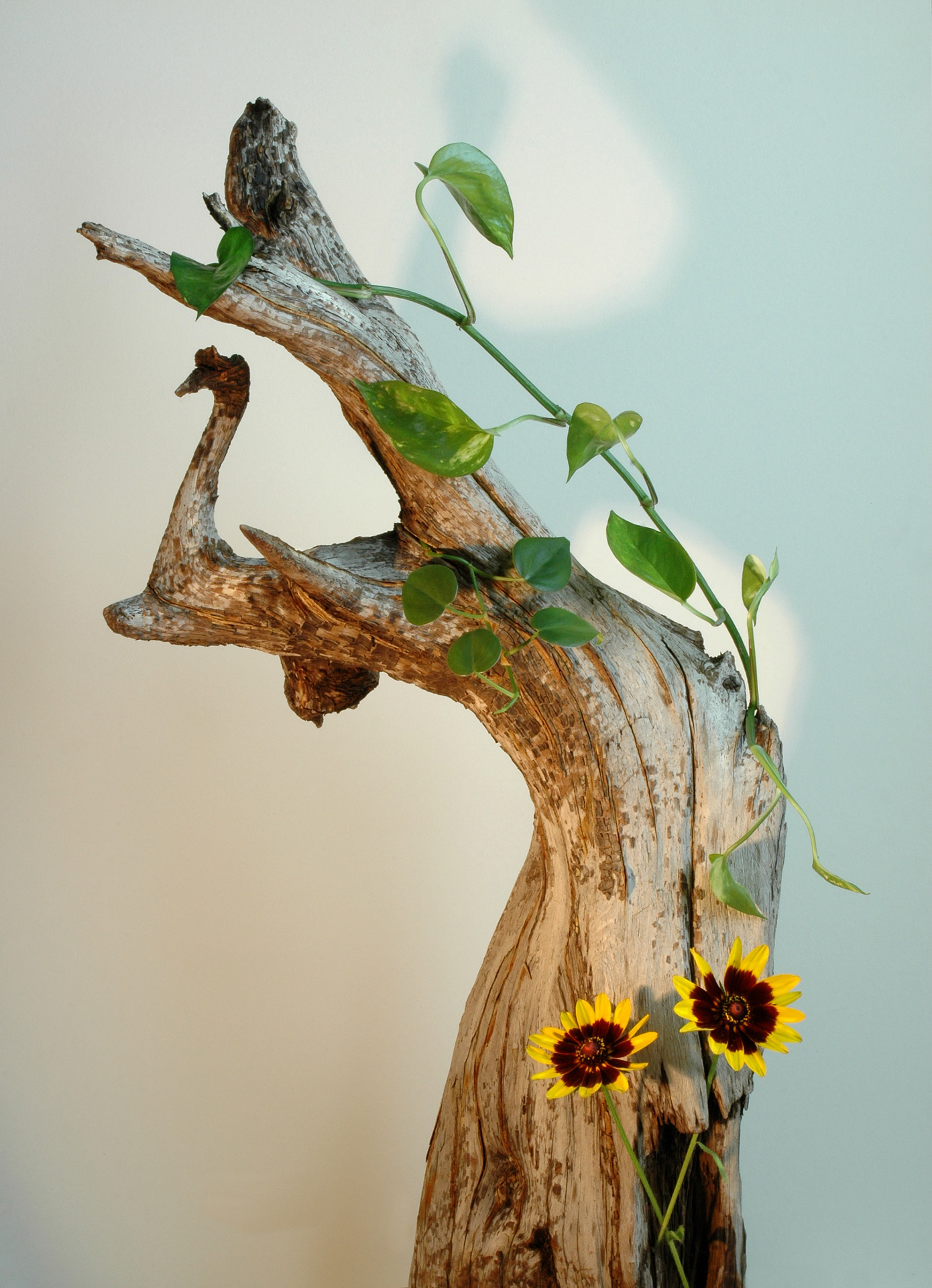 Driftwood,  Mediena,  Šaknis,  Kumpas,  Medis & Nbsp,  Kumpis,  Gėlės,  Geltona,  Rudbeckia,  Patosas