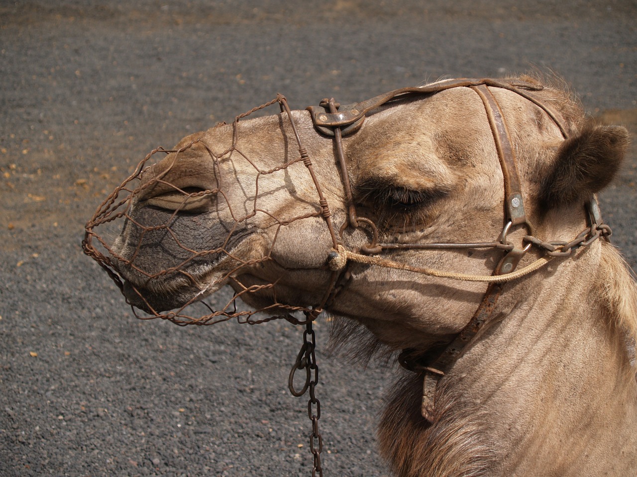 Dromedaries, Gyvūnai, Lanzarote, Nemokamos Nuotraukos,  Nemokama Licenzija