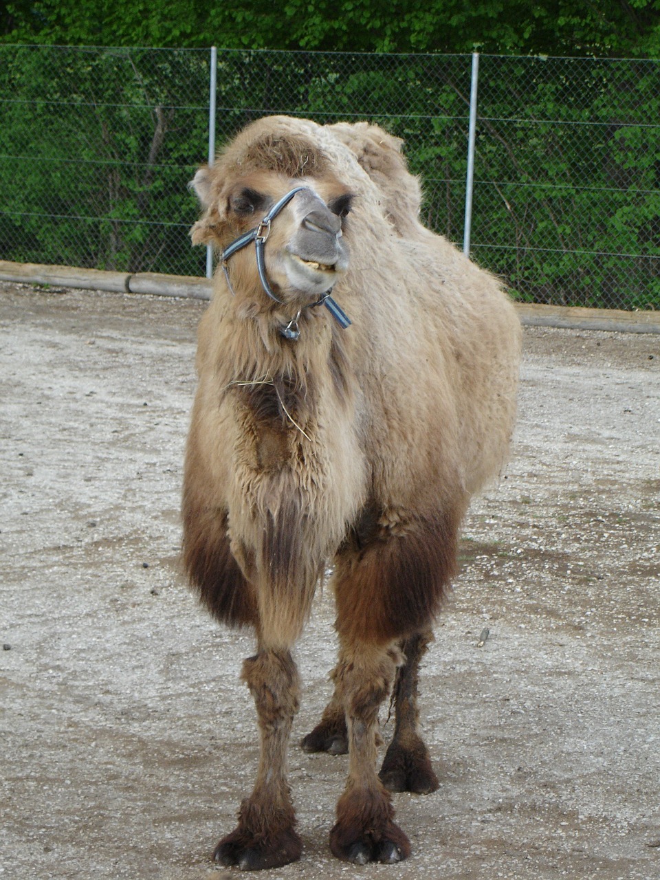 Dromedary, Kupranugaris, Kupranugaris Dromedarius, Nemokamos Nuotraukos,  Nemokama Licenzija