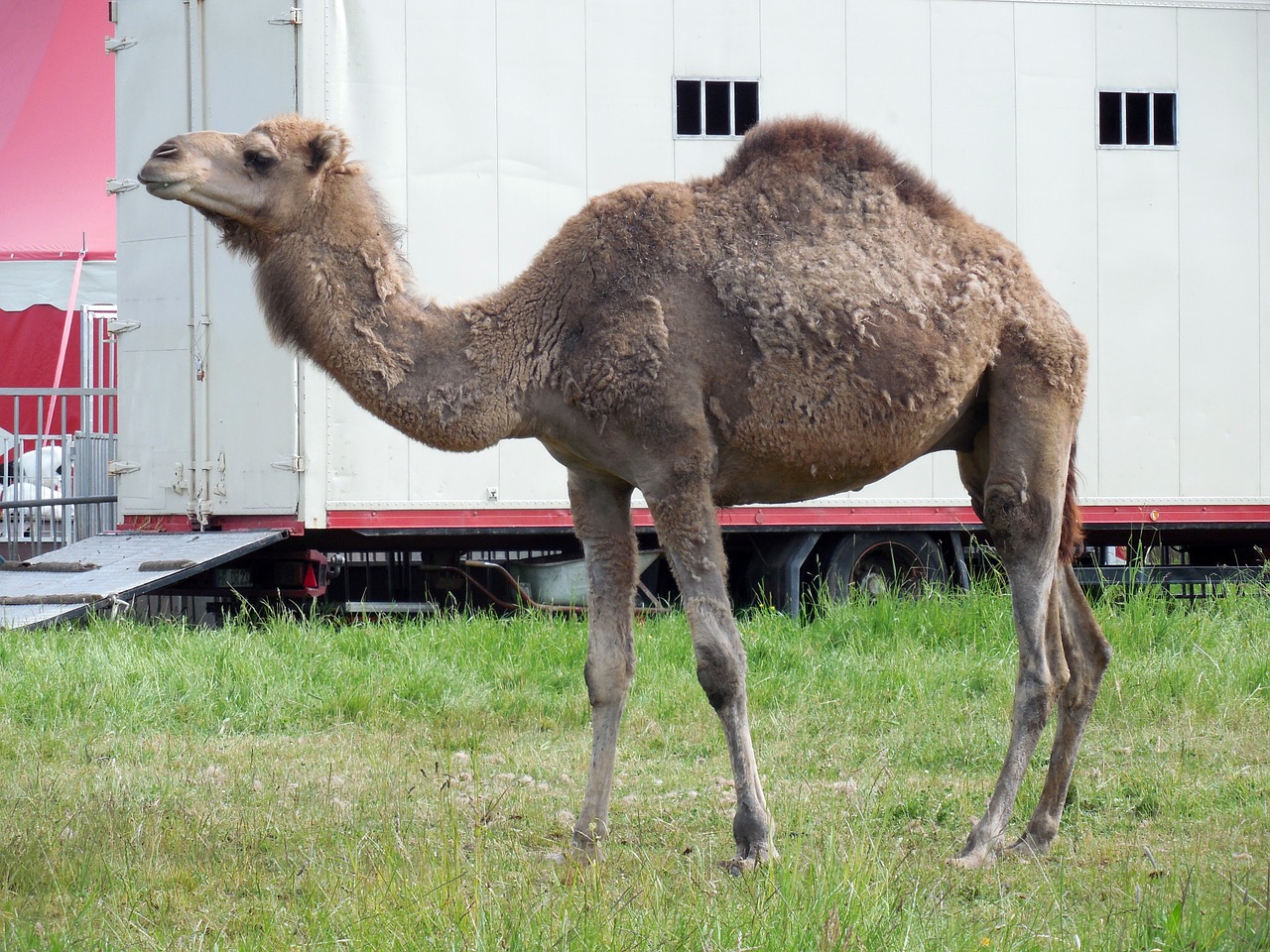 Dromedary, Kupranugaris, Cirkas, Gyvūnas, Nemokamos Nuotraukos,  Nemokama Licenzija