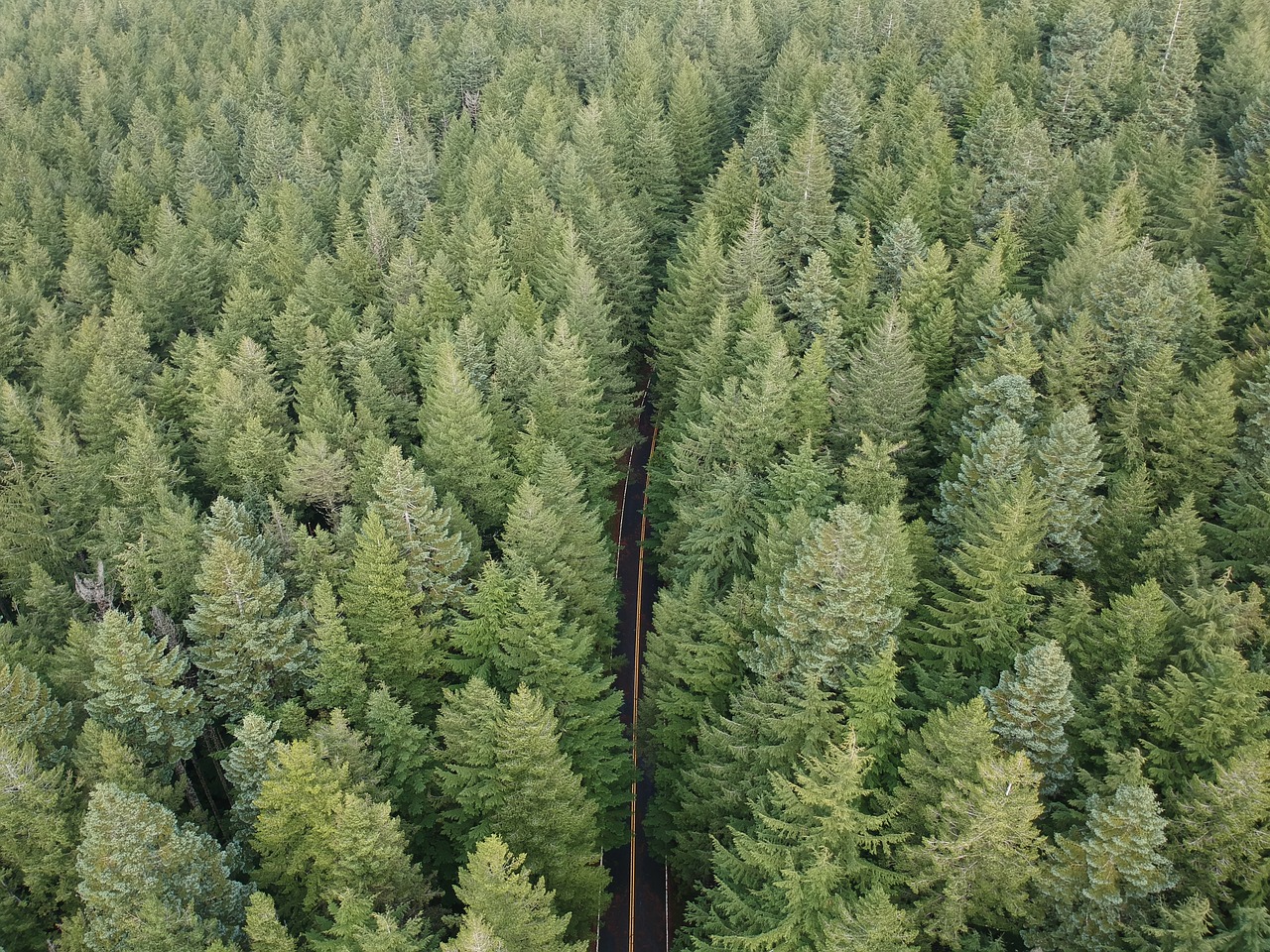 Tranų,  Oregonas,  Atstumas,  Žolė,  Žalias,  Aukštis,  Didelis,  Parkas,  Taškas,  Portland