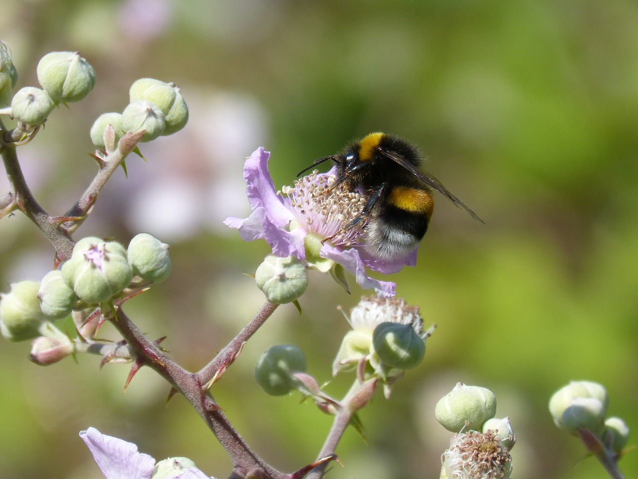 Tranų,  Kamanė,  Libar,  Gėlė Gervuogių,  Bombus, Nemokamos Nuotraukos,  Nemokama Licenzija