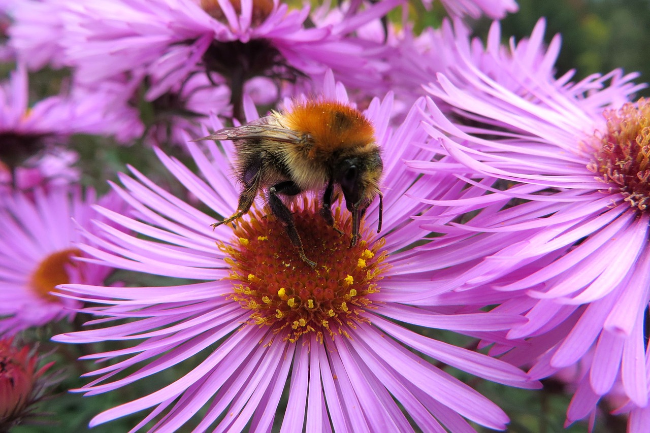 Tranų Oranžinė,  Drone Srityse,  Bombus Pascuorum,  Kamanė,  Vabzdys,  Gėlė,  Violetinė,  Pobūdį,  Augalų,  Sodas