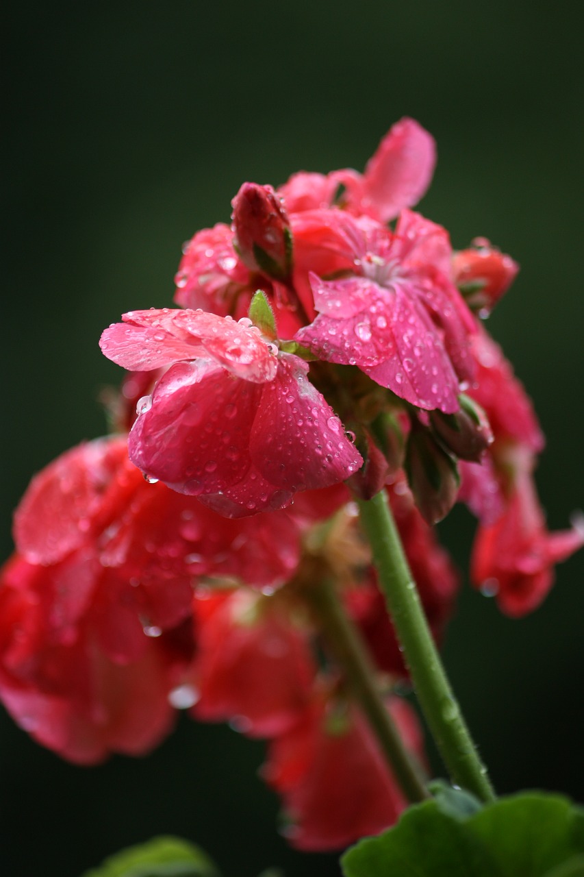 Lašas, Gėlė, Geranium, Grožis, Lietus, Gamta, Vandens Lašai, Vanduo, Makro, Gėlės