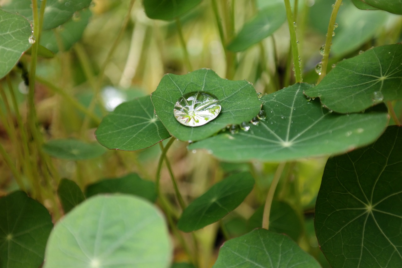 Lašas Vandens, Šviesti, Nasturtium, Liūtys, Paviršiaus Įtempimas, Lašelinė, Kresas, Žalias, Deimantas, Karabinai Šiltnamyje