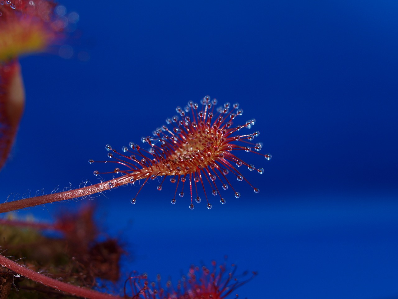 Drosera Intermedia X Rotundifolia, Sundew, Mėsėdžiai, Vidutinio Kūno Svorio, Drosera Intermedia, Drosera, Mėsėdis, Mėsėdis, Augalas, Lipnus Sekrecija