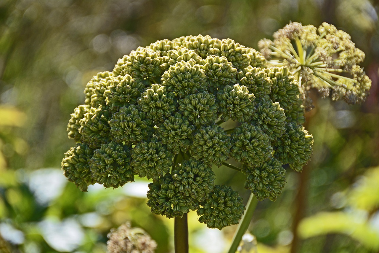 Drug-Angelica, Angelica Archangelica, Doldengewaechs, Augalas, Žalias, Gėlė, Gamta, Žiedas, Žydėti, Iceland