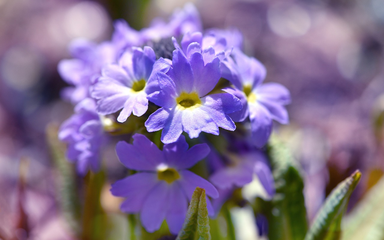 Rutulys,  Mėlynas,  Primozė,  Augalas,  Gėlė,  Sodas,  Pavasaris,  Pavasario Gėlė,  Ankstyvas Bloomer,  Gamta