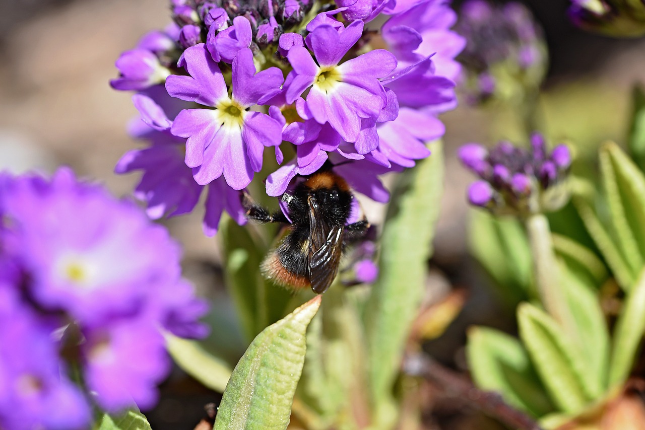 Rutulys,  Gėlė,  Violetinė,  Gėlės,  Ankstyvas Bloomer,  Pavasario Gėlė,  Hummel,  Vabzdys,  Gamta,  Sodas