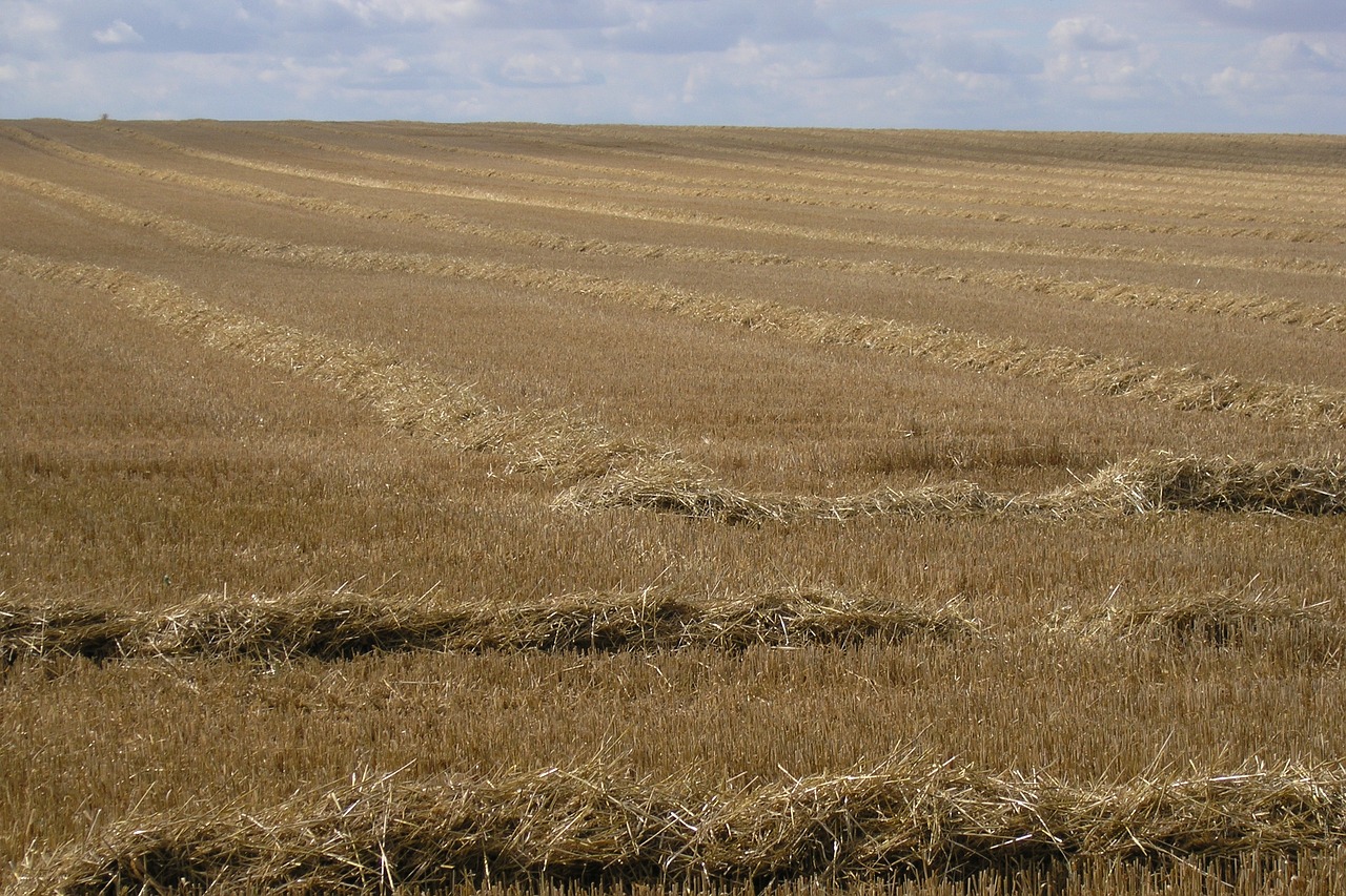 Sausas, Kraštovaizdis, Žemė, Žemdirbystė, Nemokamos Nuotraukos,  Nemokama Licenzija