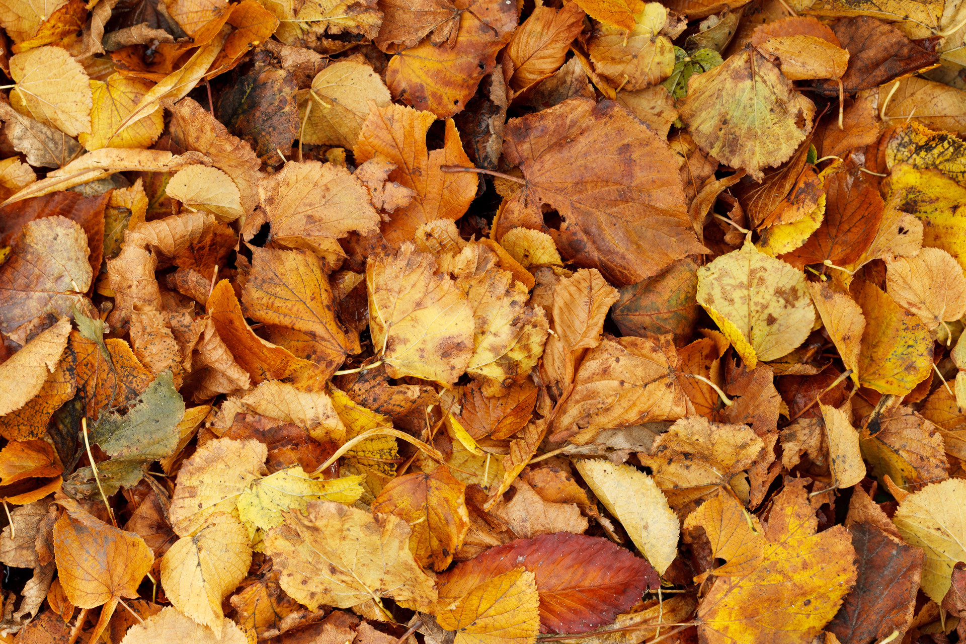 Ruduo,  Fonas,  Fonas,  Šviesus,  Ruda,  Krūva,  Sausas,  Kritimas,  Flora,  Lapija